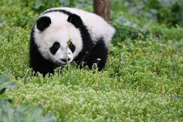 A moment of giant panda cubs