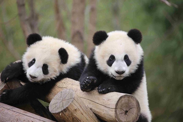 Qinling panda center 