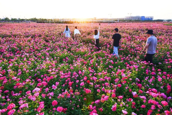 Chinese roses in Xi'an 