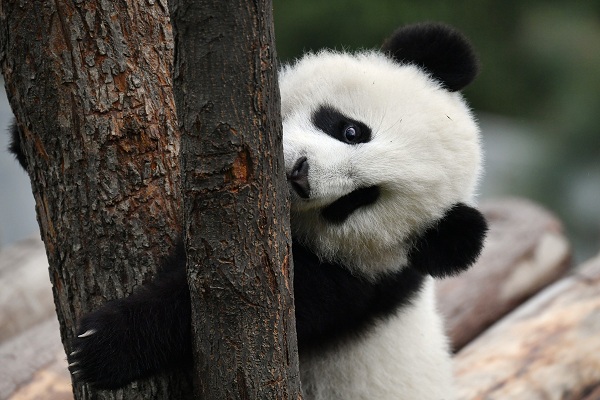 Panda video from NW China delights netizens