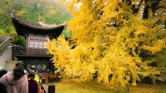 Ancient gingko tree draws thousands to see its autumn splendor