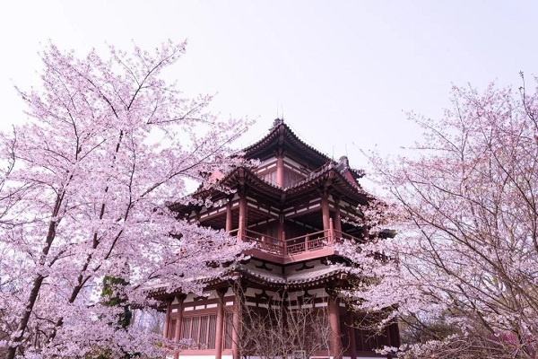 Enjoy early spring in the ancient city of Xi'an 