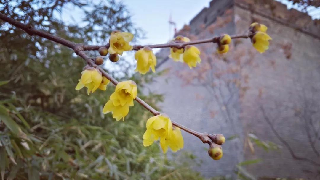 Wintersweet blossoms give color to Xi'an's chilly winter landscape