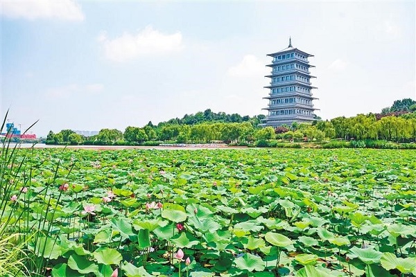 Xi'an's scenic spots welcome lotus flowers