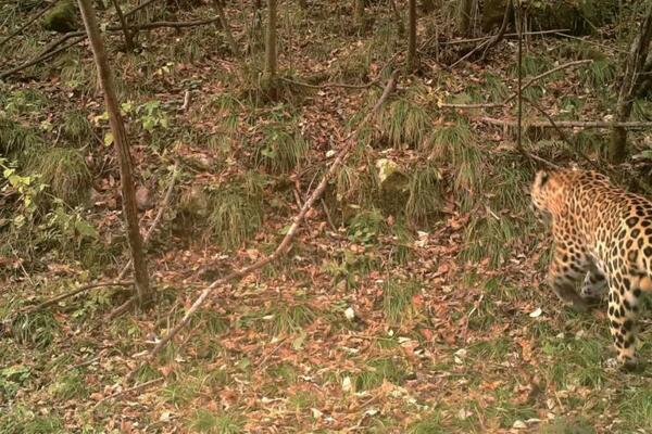 First leopard sighting at Taiping State-owned Ecological Forest Farm