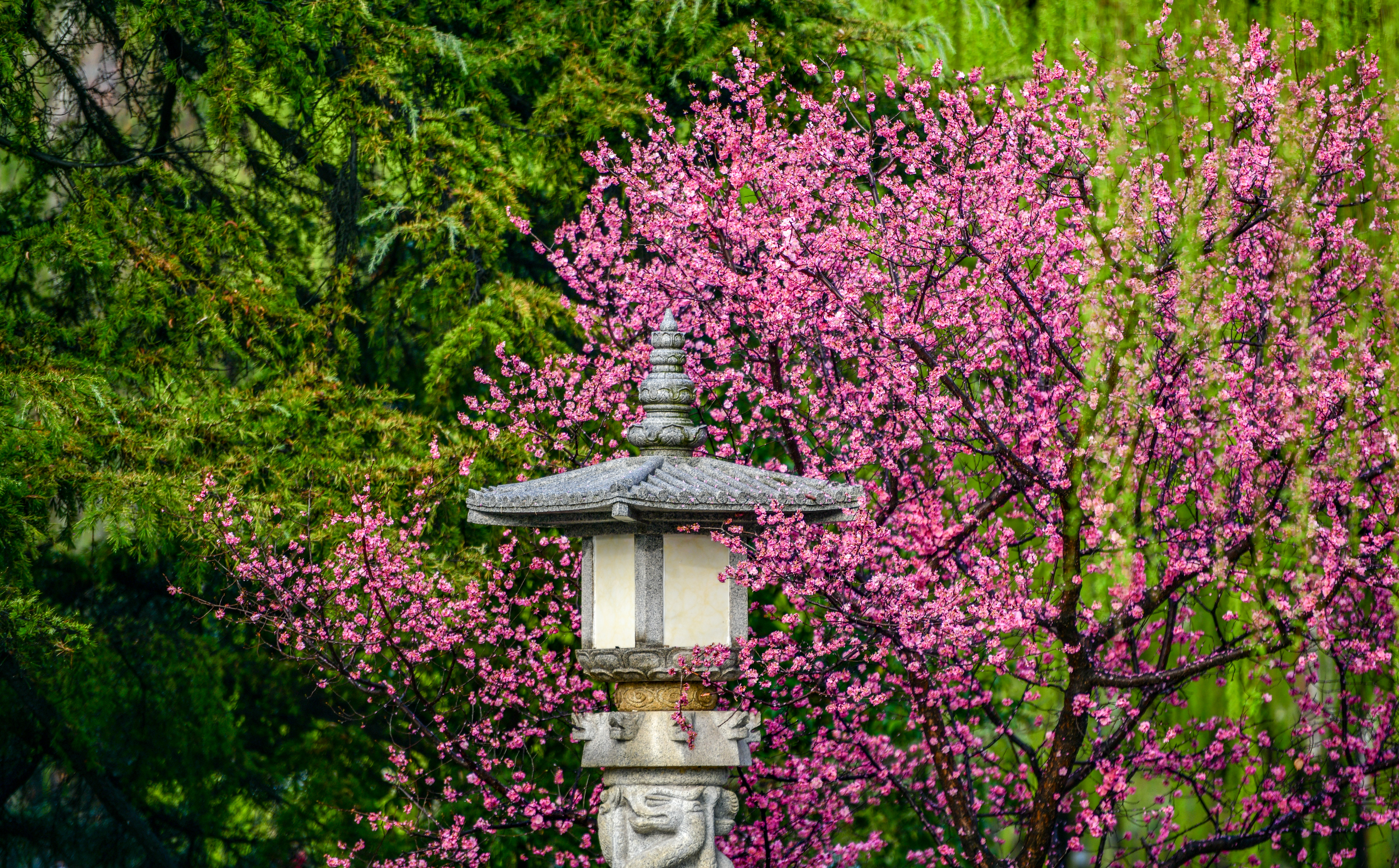 Top 10 places to enjoy plum blossoms in Xi'an