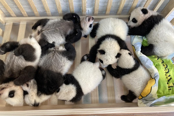 Qinling Giant Panda Research Center welcomes 7 cubs in 2023