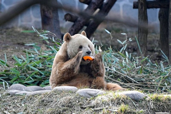 Qinling Mountains: Home to giant pandas